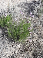 Astragalus toanus