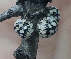 Eulecanium cerasorum