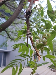 Eulecanium cerasorum