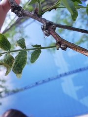 Eulecanium cerasorum