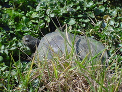 Actinemys marmorata pallida