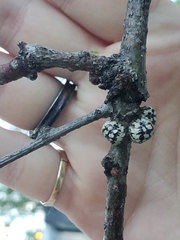 Eulecanium cerasorum