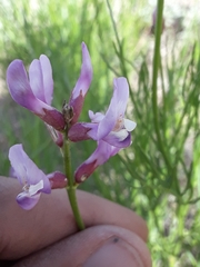 Astragalus toanus