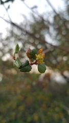 Rhamnus pilosa