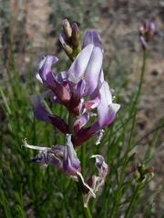 Astragalus toanus