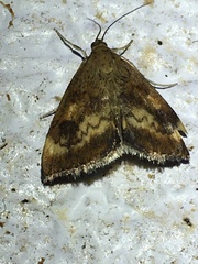 Pyrausta homonymalis