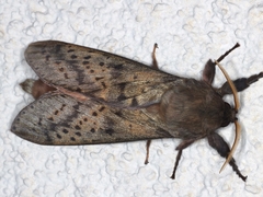 Oxycanus silvanus