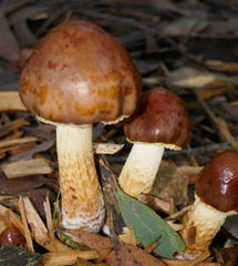 Cortinarius armeniacovelatus