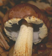 Cortinarius armeniacovelatus