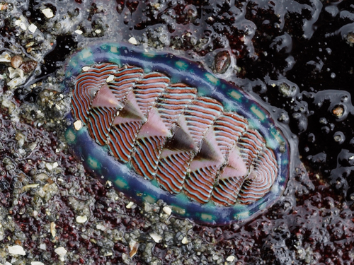 Lined Chiton