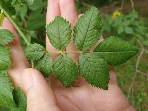 Image of Rosa corymbifera by (c) Mehdi Chetibi, some rights reserved (CC BY)