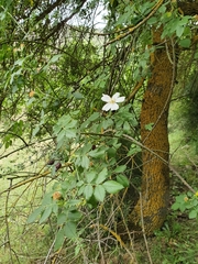 Rosa corymbifera image