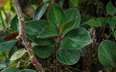 Peperomia velutina