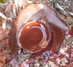 Constantinea simplex