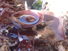 Constantinea simplex