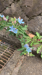 Oxypetalum coeruleum