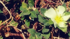 Passifloraceae
