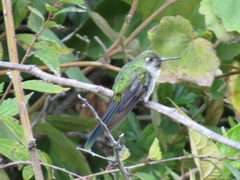 Taphrolesbia griseiventris
