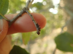 Nathrius brevipennis