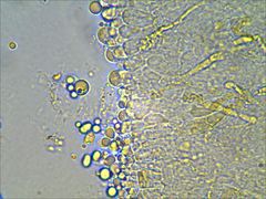 Pseudoomphalina compressipes