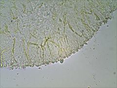 Pseudoomphalina compressipes