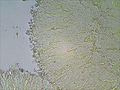 Pseudoomphalina compressipes