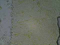 Pseudoomphalina compressipes