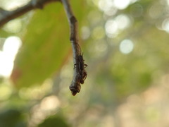 Nathrius brevipennis