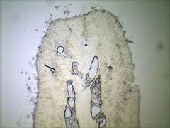 Pseudoomphalina compressipes