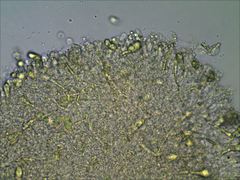 Pseudoomphalina compressipes