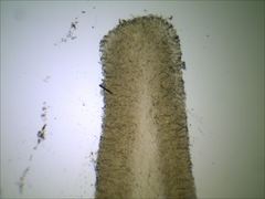 Pseudoomphalina compressipes