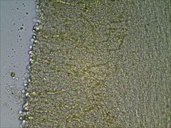 Pseudoomphalina compressipes