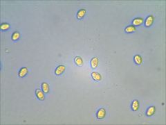 Pseudoomphalina compressipes