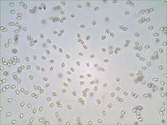 Pseudoomphalina compressipes