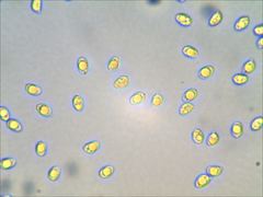 Pseudoomphalina compressipes