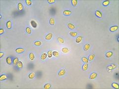 Pseudoomphalina compressipes