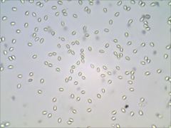 Pseudoomphalina compressipes