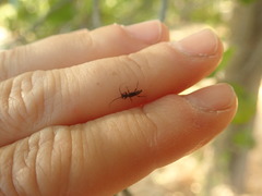 Nathrius brevipennis