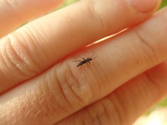 Nathrius brevipennis