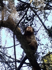 Callithrix penicillata