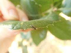 Nathrius brevipennis