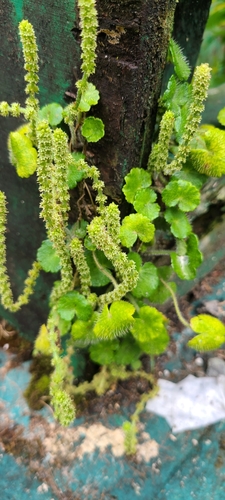 Image of Hydrocotyle hirsuta by (c) ritirene, some rights reserved (CC BY)