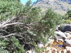 Podocarpus elongatus