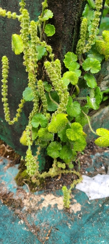 Image of Hydrocotyle hirsuta by (c) ritirene, some rights reserved (CC BY)