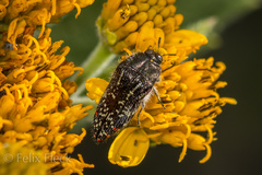 Acmaeodera mudgei