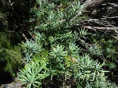 Podocarpus elongatus