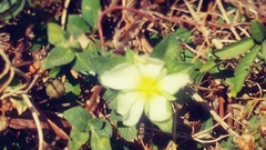Passifloraceae