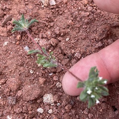 Ipomopsis polycladon