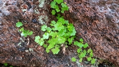 Chrysosplenium sedakowii