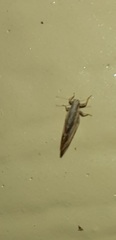 Leuronota maculata